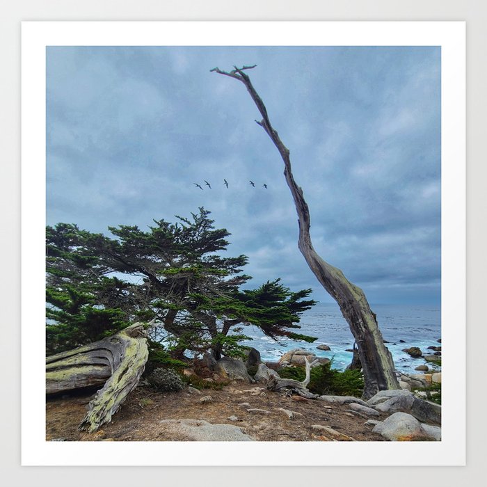 Carmel Ghost Tree with Flock of Birds Art Print