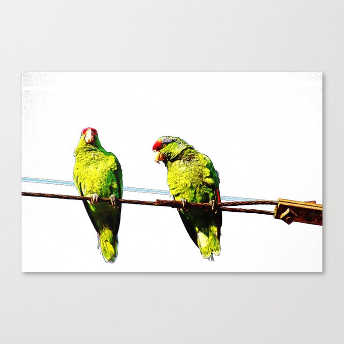 Parrot Friends Canvas Print