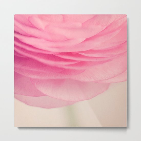 Ranunculus Metal Print