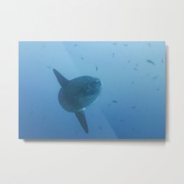 Mola Mola of the deep (Galapagos) Metal Print