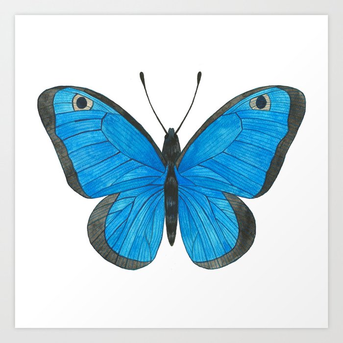 Morpho Butterfly Illustration Art Print