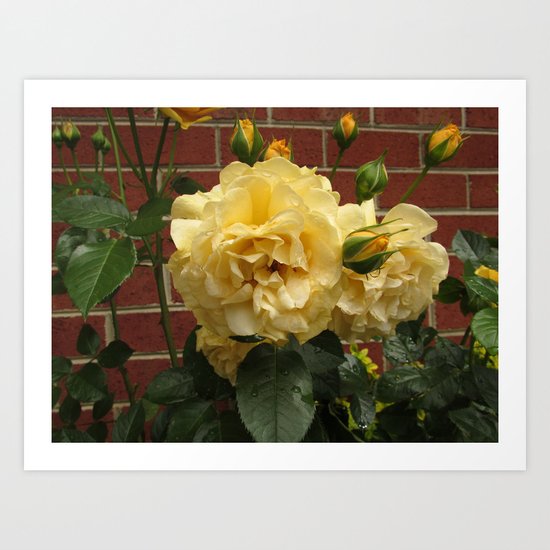 Yellow Beauties Art Print