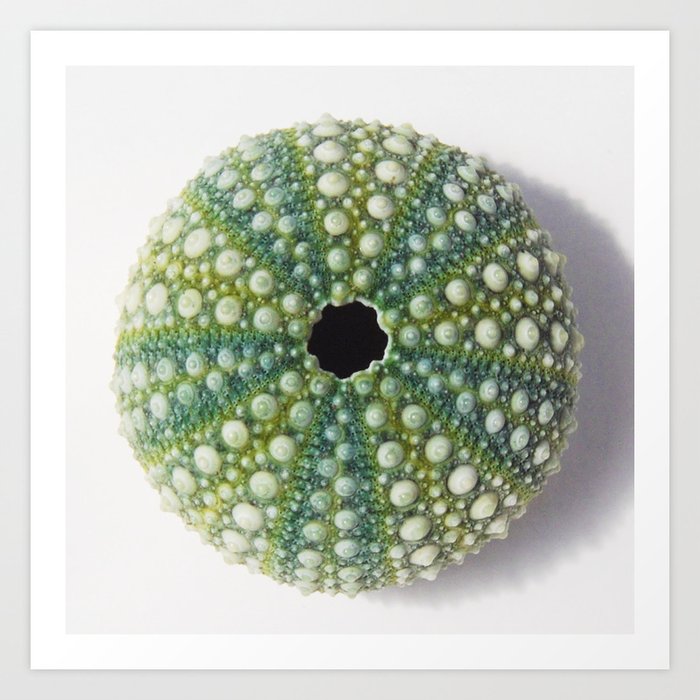 Green Sea urchin shell Art Print