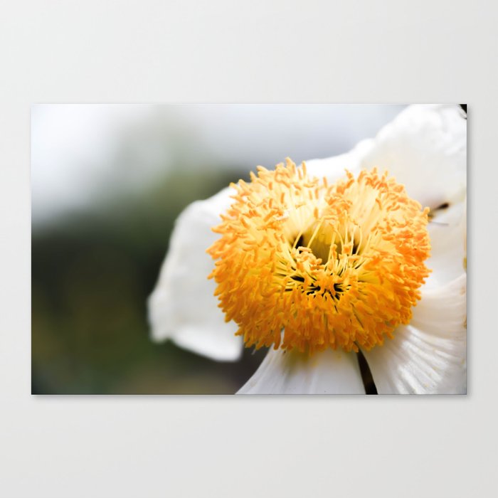 Macro White & Yellow Flower Canvas Print