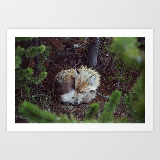 Sleeping Fox Art Print