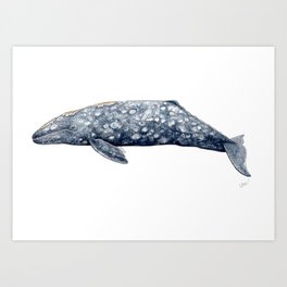 Grey whale Art Print