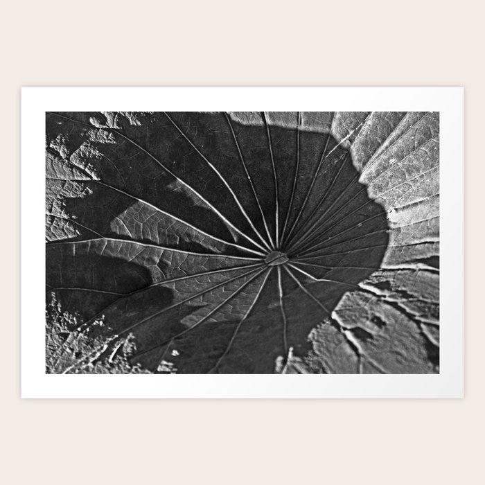 Lotus Leaf Art Print