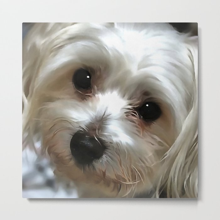 White Haired Street Dog Portrait Metal Print