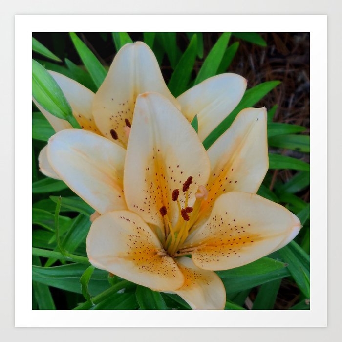 Tiger Lily with Leaves Square Photo Art Print