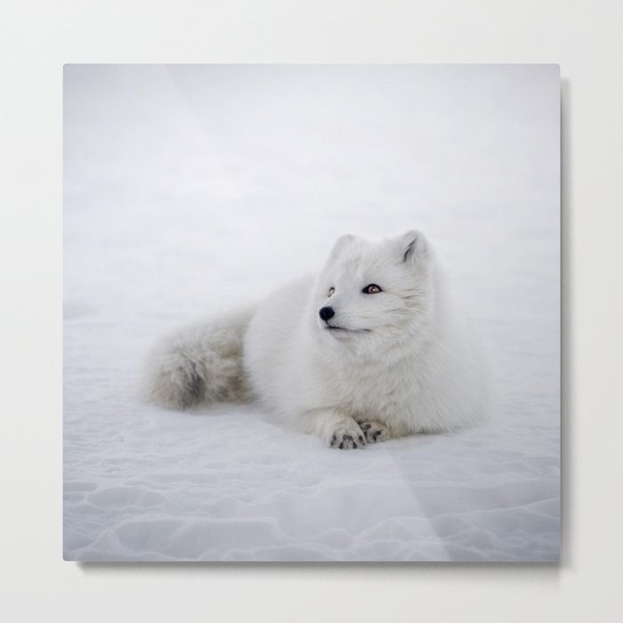 White snow arctic fox Metal Print