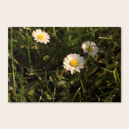 Daisy Daisy Canvas Print