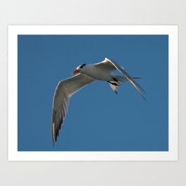 Sequence of Terns 6 of 6 Art Print