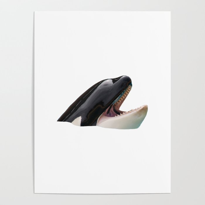 Orca Head Poking Out Of Water Poster