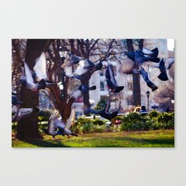 Pigeons in Flight Canvas Print