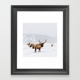 Elk Wintering in Jackson Hole Wyoming Framed Art Print