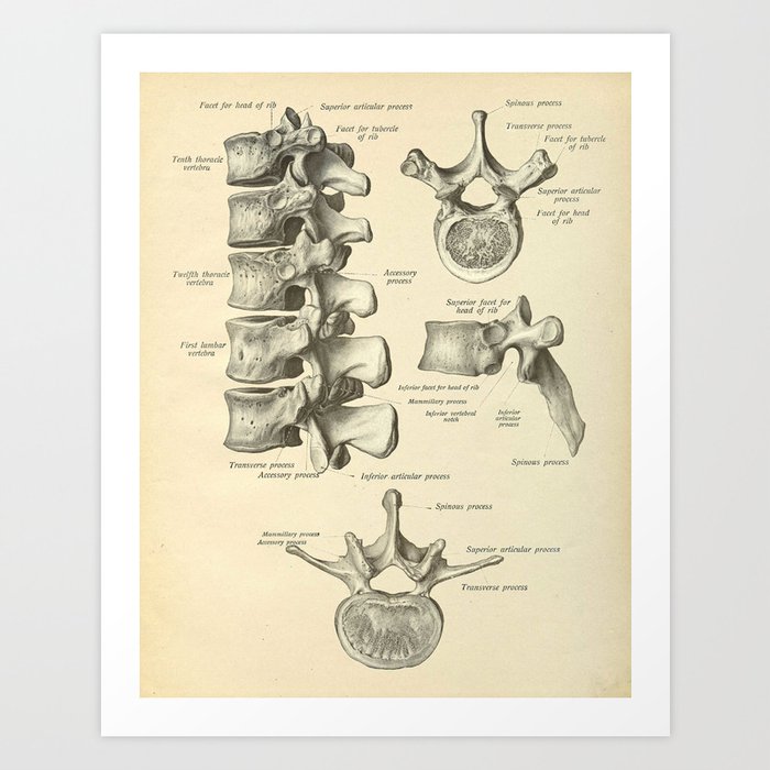 Vintage Human Vertebrae Anatomy Print Art Print