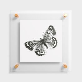 Clouded Yellow Butterfly Floating Acrylic Print