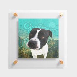 BOB (shelter pup) Floating Acrylic Print