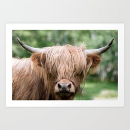 Scottish Highland Cattle – Animal Portrait Photography Art Print