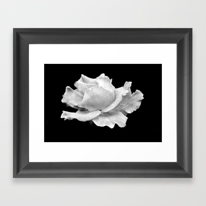 White Rose On Black Framed Art Print