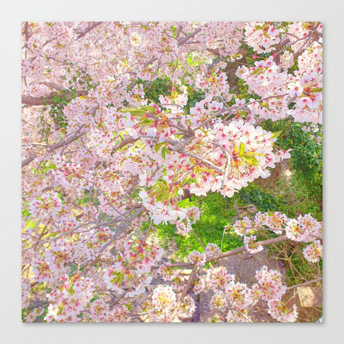 Jeju, Island, Spring, Cherry Blossom, Pink Canvas Print