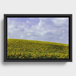 Field of Happiness - Sunflowers  Framed Canvas