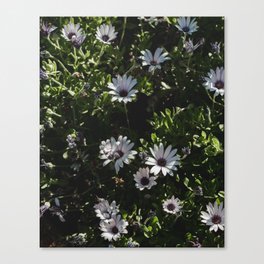 flowers Canvas Print