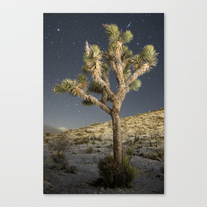 Mojave Nights Canvas Print