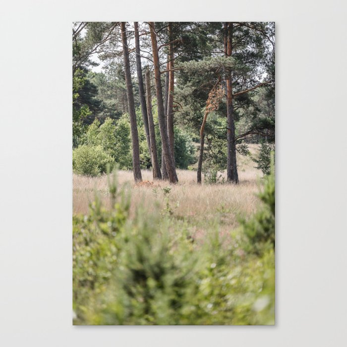 Dutch Pine Trees at Meadow Canvas Print