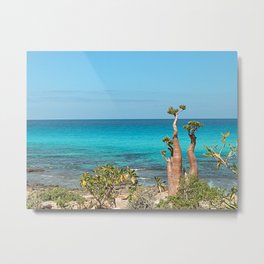 Unique Desert Rose Tree by the Sea, Socotra Island Metal Print | Photo, Floweringtree, Bonsai, Tree, Desertrose, Unique, Botanical, Seascape, Rare, Sea 