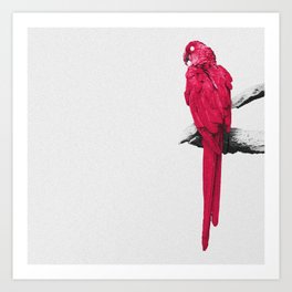 Redbird Art Print