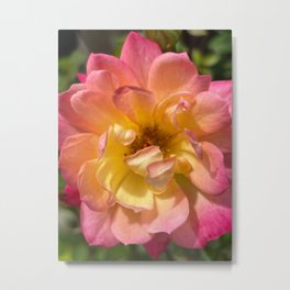 Sun2 Metal Print | Sun, Botanical, Pink, Color, Yellow, Focus, Orange, Petals, Shadows, Shine 