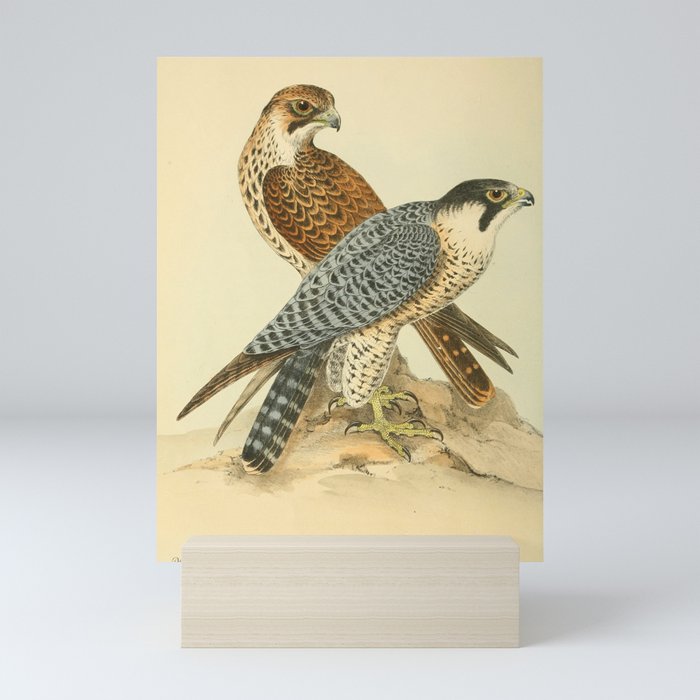 Peregrine Falcon by Henry Leonard Meyer, 1853 (benefitting The Nature Conservancy) Mini Art Print