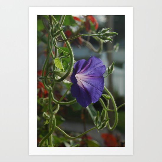 Morning Glory Art Print