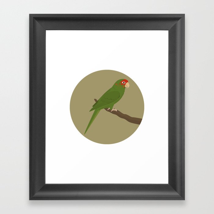 Mitred Parakeet Framed Art Print