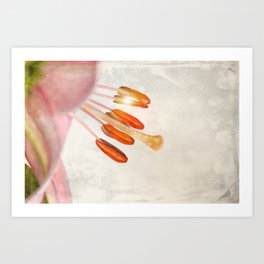 Lily. Art Print | Photo, Nature, Digital 