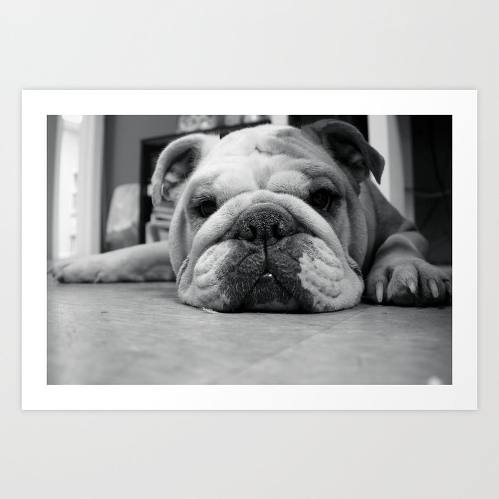 Black And White English Bulldog Photography Art Print By Younghousestudios