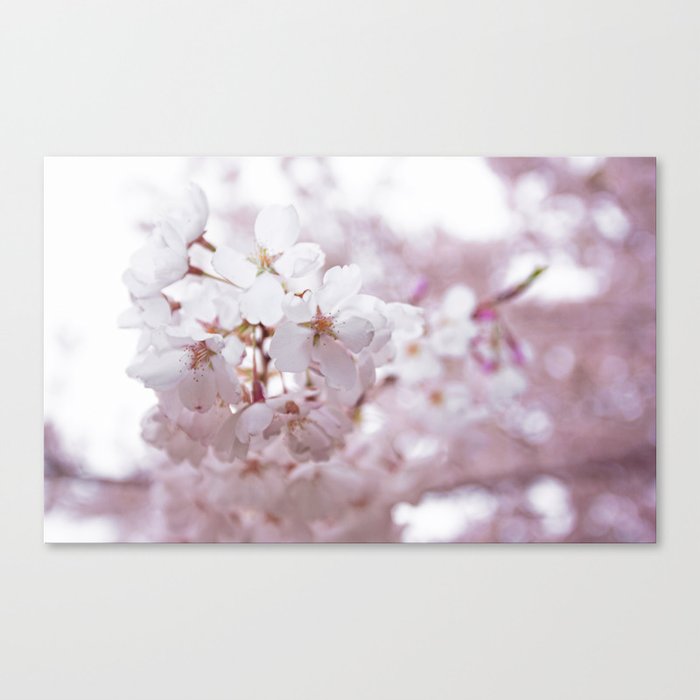 High Park Cherry Blossoms on May 11th, 2018. V Canvas Print