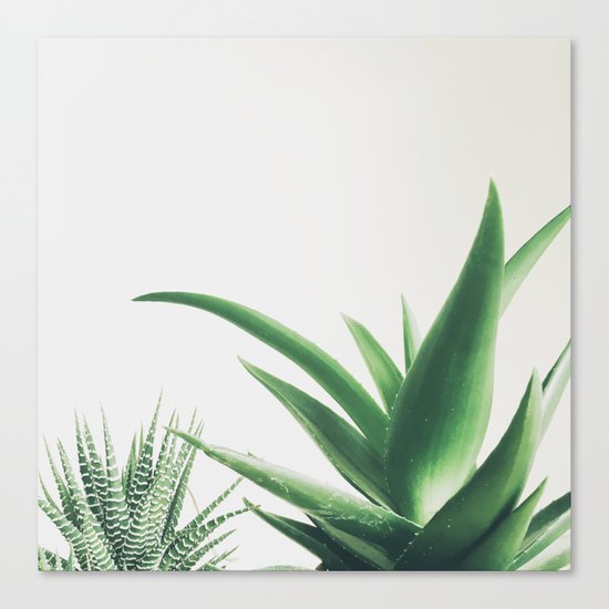 Succulents Canvas Print