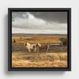 Iceland Horse Pair Framed Canvas