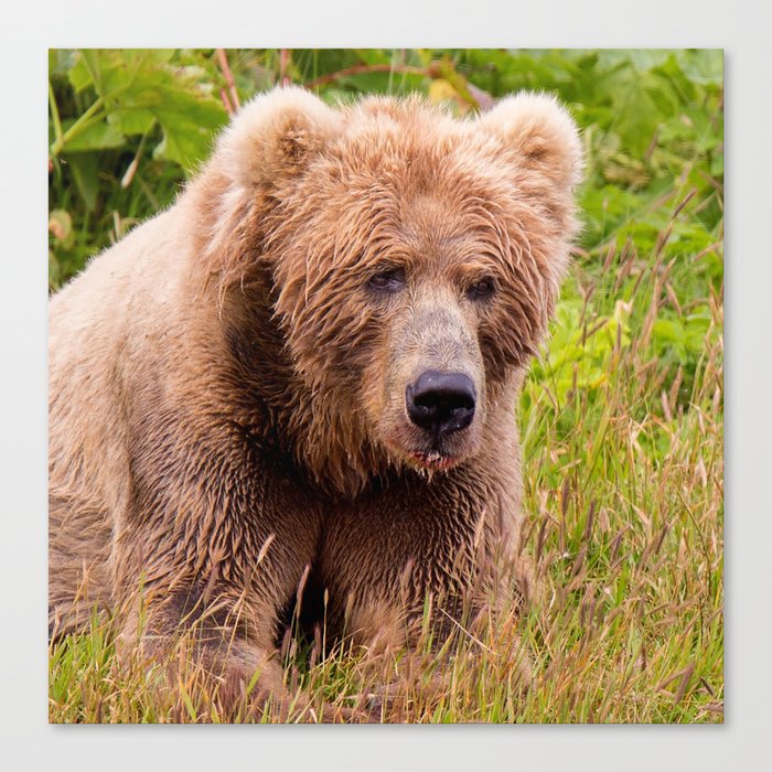 Brown Bear Kodiak Canvas Print