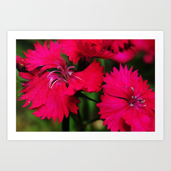 Rhododendrons Art Print