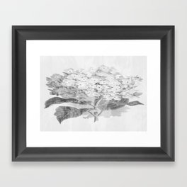 Distressed Hydrangea {grey ~ white} Framed Art Print