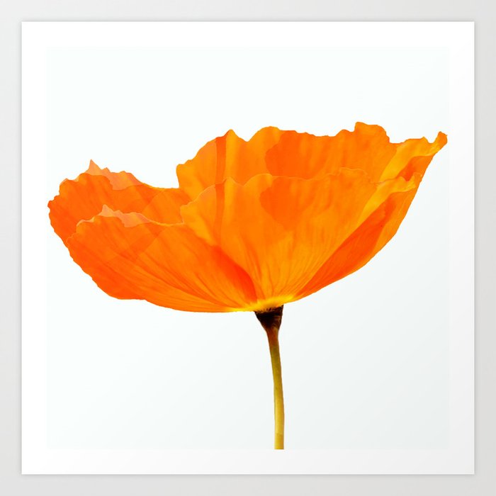 One And Only - Orange Poppy White Background #decor #society6 #buyart Art Print