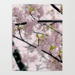 Dreamy Cherry Blossoms Poster