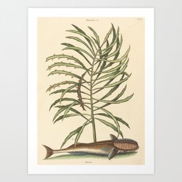 The Sucking Fish (Echeneis naucratis) by Mark Catesby Art Print