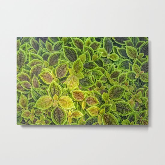 Friendship plant Metal Print