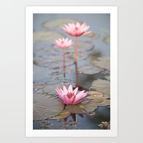 Three Lotus Flowers Art Print