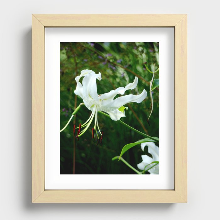 White Lily Recessed Framed Print