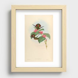Rufous-breasted Hermit Hummingbird by John Gould, 1861 (benefitting the Nature Conservancy) Recessed Framed Print